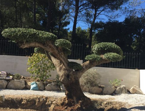 Entretien de votre jardin avec contrat annuel mensualisé