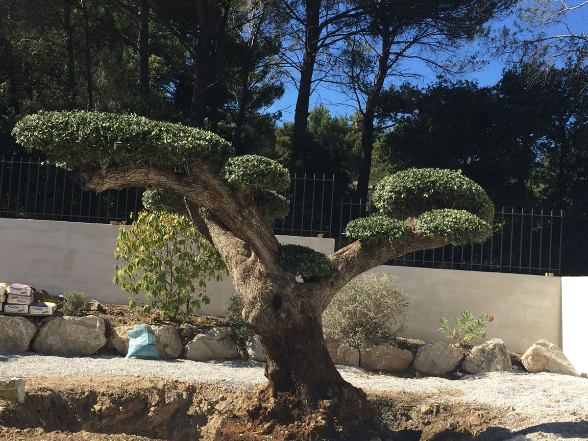 aménagement de jardin par sud créations paysages