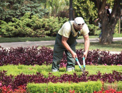 Votre Jardinier d’Excellence à Aubagne