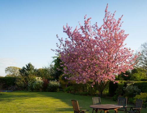 Sublimation d’un Jardin à Sanary sur Mer grâce à un Entretien Méticuleux
