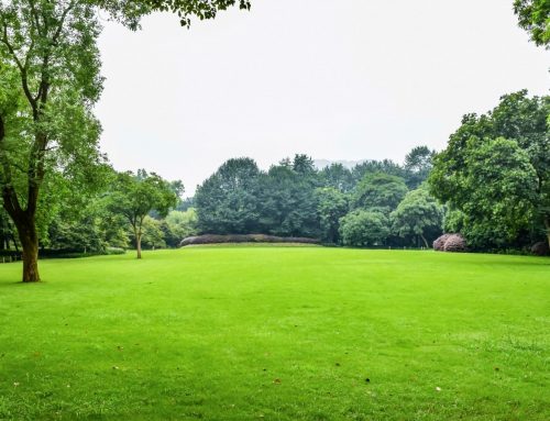 SudCréations-Paysages : Une Pelouse Magnifiée à La Cadière